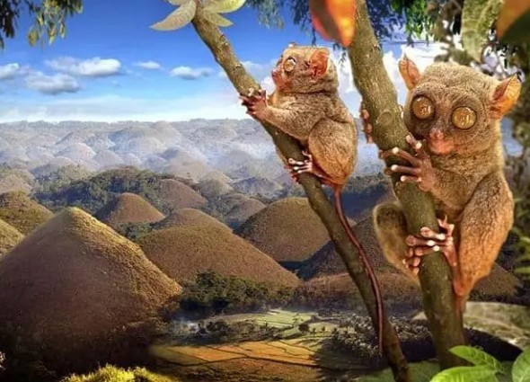 Bohol (Panglao Island)